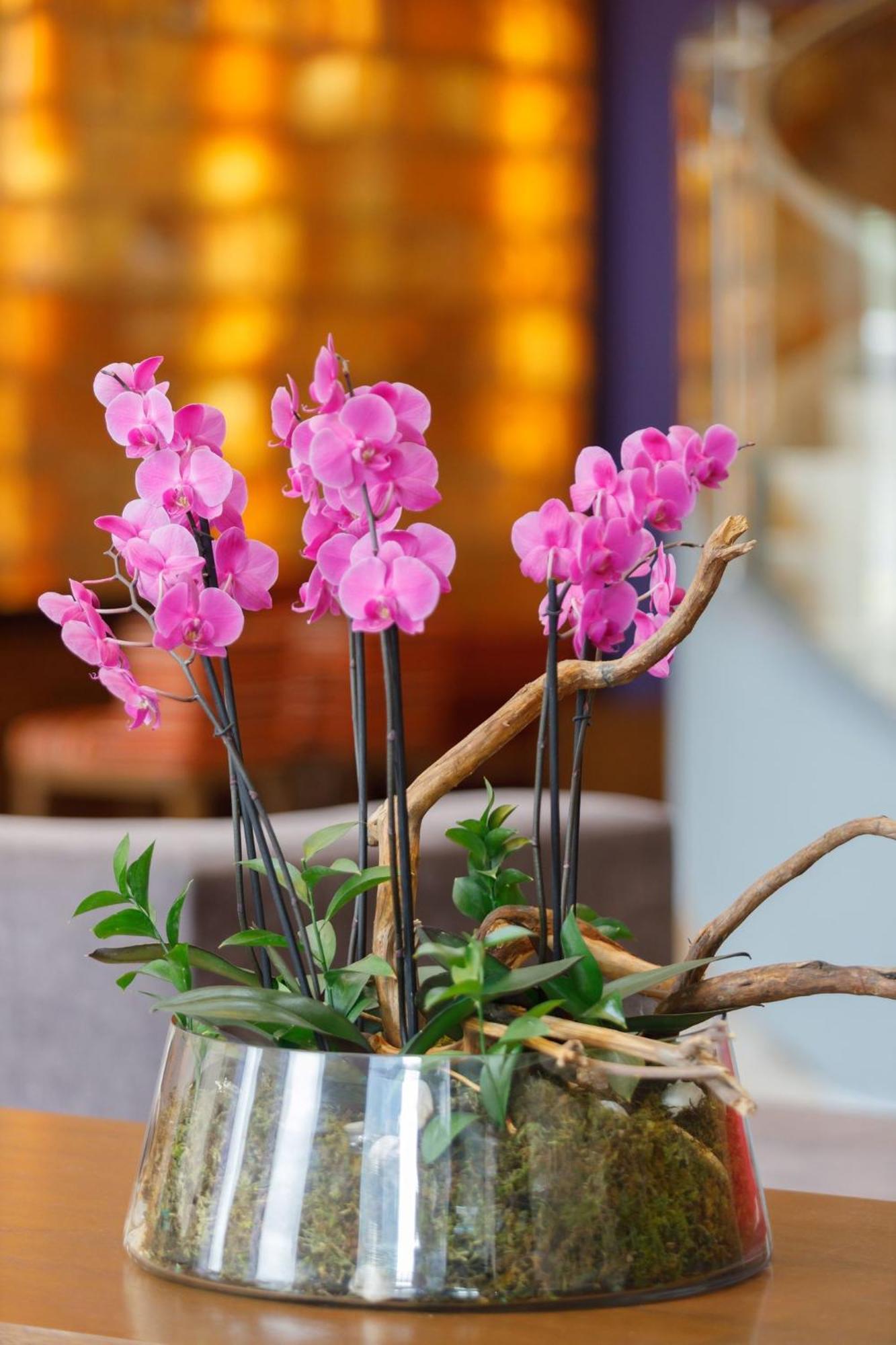 墨西哥佩德雷加尔卡米奥真实酒店 墨西哥城 外观 照片 Flower arrangement